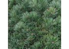 Pinus mugo Krauskopf - Borovice kleč.jpg