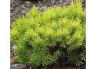 Pinus mugo Ophir - Borovice kleč.jpg