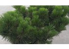 Pinus thunbergii Majima - Borovice Thunbergova Majima.jpg